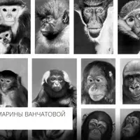 Приматы — отряд млекопитающих, систематика и экология