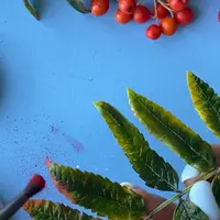 Рябина красная