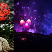 Царство грибов