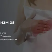 Практикум по печени