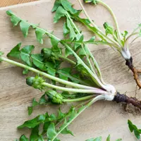 Заготовка корневищных растений осенью