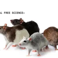 На пути к Animal free science