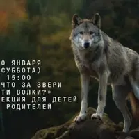 Что за звери эти волки?