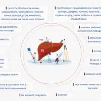 Печень — фундамент здоровья