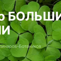 Дикоросы: Едим лето большими ложками