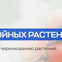 Размножение лиственных и хвойных растений