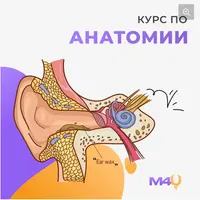 Курс по анатомии