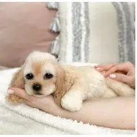 Щенок спаниеля