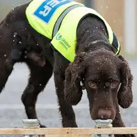 Собаки-биодетекторы