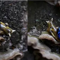 Бусинка-улитка