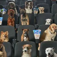 Собаки в кино: кто хороший мальчик?