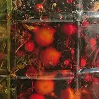 Творим Сурицу