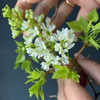 Создание букета из ветрениц, кружевных веток сирени и артишоков из холодного фарфора