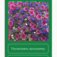 Горшечные цветы