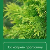 Хвойные растения