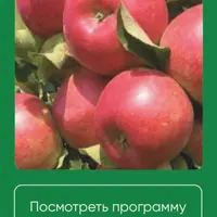 Плодовые деревья