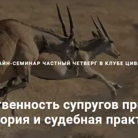 Общая собственность супругов при банкротстве: теория и судебная практика