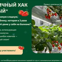 Клубничный Хак