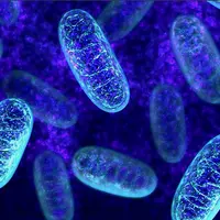 Восстановление Энергетической станции. Митохондрии