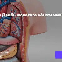 Анатомия человека. Лекция 9. Эстезиология: органы чувств