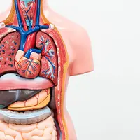 Анатомия человека. Лекция 10. Тело человека с докембрия до наших дней