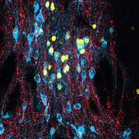 Биология стресса