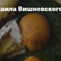 Деликатесные грибы Грузии