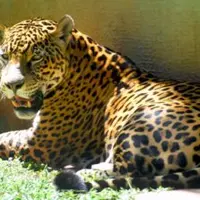 Ягуар, кайман и муравьед: 3 недели с палаткой на самом большом болоте в мире