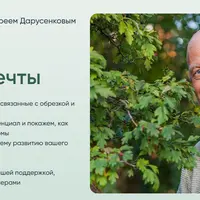 Дорога к дереву мечты