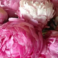 Аккорд Розовый пион