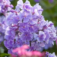 Аккорд Флокс