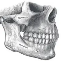Всё о прикусе. Челюсти
