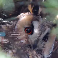 Школа бёрдвотчинга