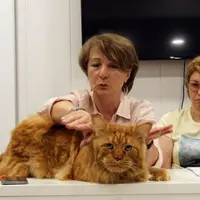 РосКошные фелинологические курсы для заводчиков. 2 ступень