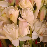 Тубероза, чампака, османтус: экзотика и нежность