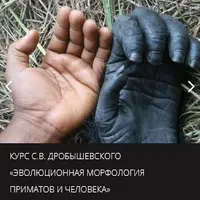 Эволюционная морфология приматов и человека: Пояс нижних конечностей, мускулатура, локомоция, становление прямохождения