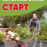 Питомник с нуля. Старт