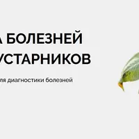 Диагностика болезней деревьев и кустарников