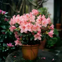 Рододендроны и Азалии