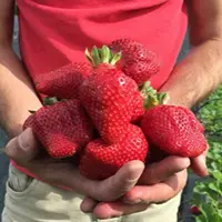 Пакет из трех схем по выращиванию клубники