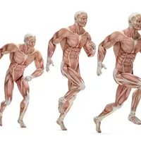 Ягодицы 360. Связь со стопой. Фазы походки