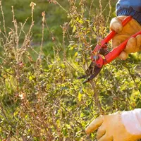 6 мастер-классов по арбористике и ландшафтному дизайну