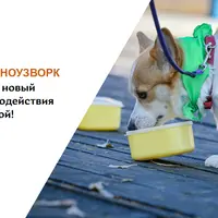 Ноузворк для всех