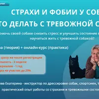 Страхи и фобии у собак. Что делать с тревожной собакой