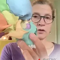 Мобилизация черепных швов по линиям анатомических швов