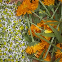 СО₂ экстракты в ароматерапии