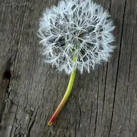 Белый одуванчик