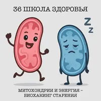 Школа здоровья. Митохондрии и энергия — биохакинг старения