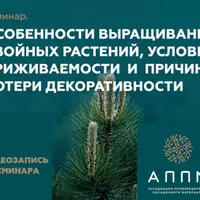 Особенности выращивания хвойных растений, условия приживаемости и причины потери декоративности