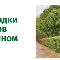 Схемы посадки кустарников в современном саду